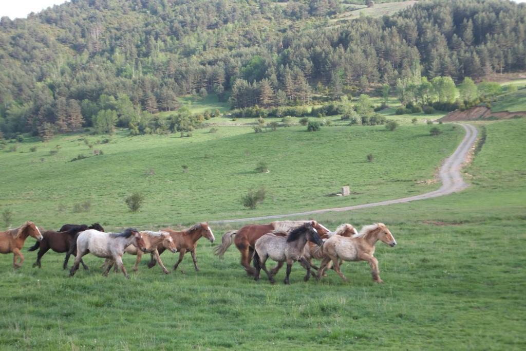 Apartamentos Turisticos Batlle Laspaúles Εξωτερικό φωτογραφία